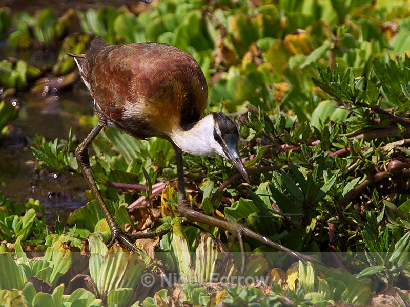 African Jacana (immature) walking on water plants - African Jacana