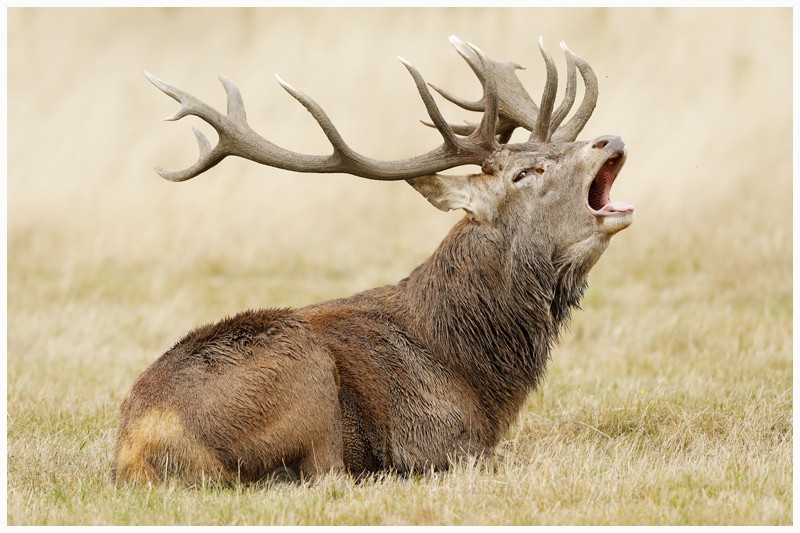 Portrait of a Red Deer Stag - Latest Work