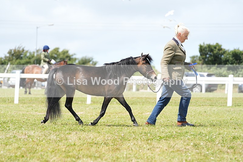 DSC06541 - Class 56: Miniature Horse 1, 2 & 3yr olds