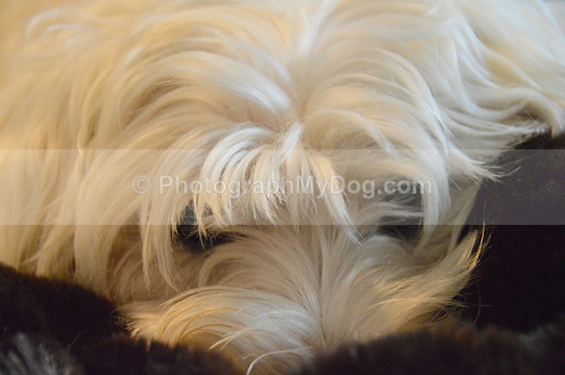  - West Highland Terriers