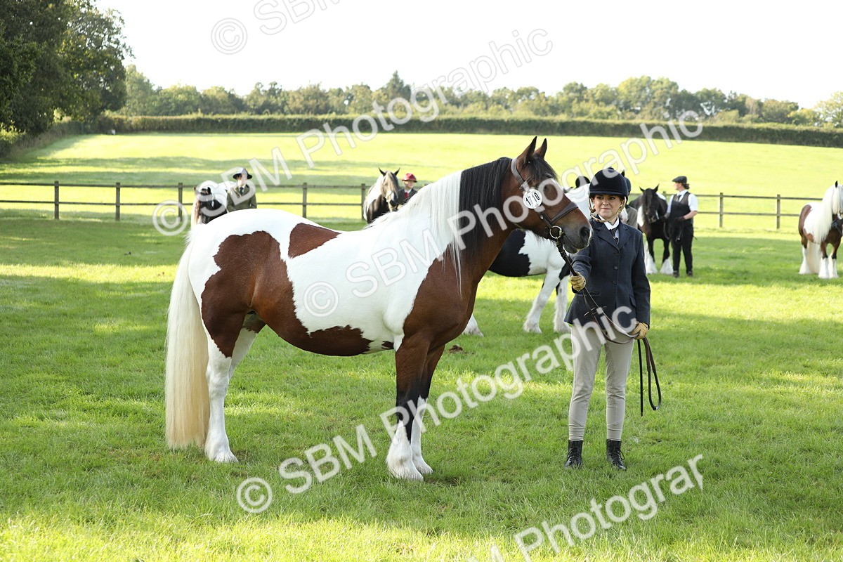 SBM_60926 - S43 - Coloured Pony In Hand