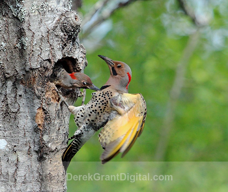 Colaptes auratus auratus Chick Bites Dad - Birds of Atlantic Canada