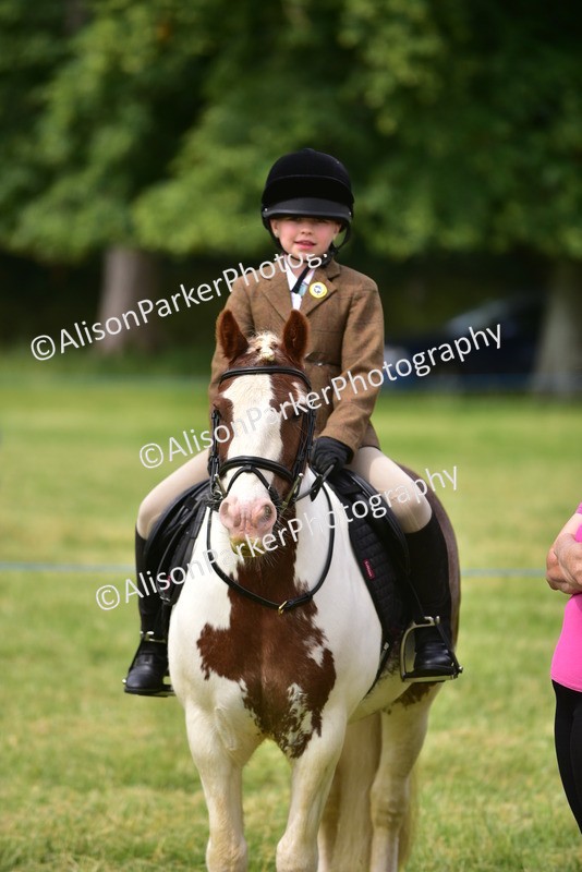 20260614-4002 - Class 16 - Handsome Gelding