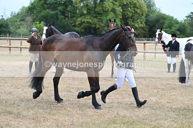 WJ7_9793 - Class 5a Most Handsome Gelding (above 14.2hh)
