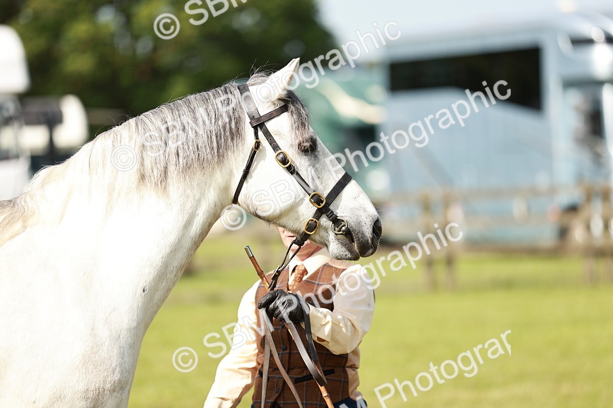 SBM_01664 - Class 14-23 - Mountain & Moorland In Hand Non Welsh