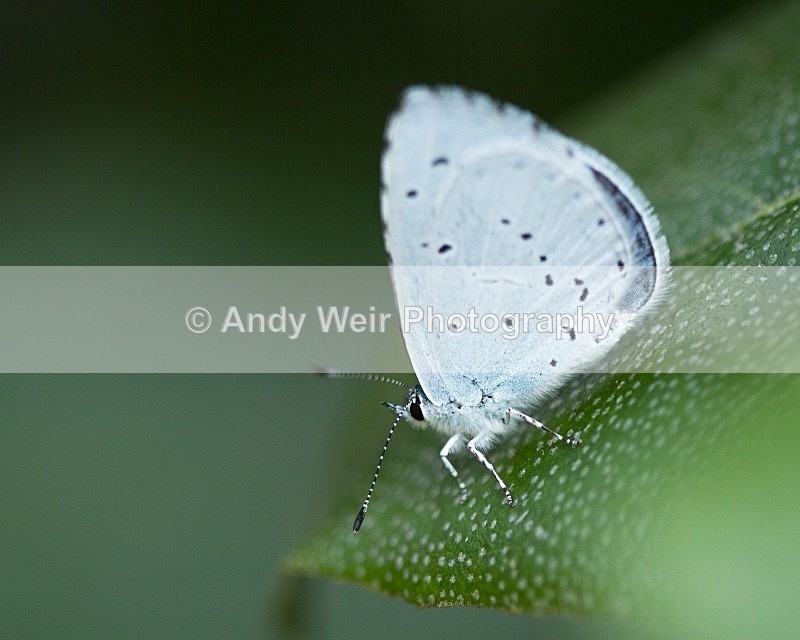 20110723-_MG_6249 - Butterflies & Moths