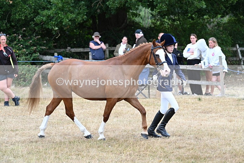 WJ7_8542 - Class 4 Prettiest Mare up to 14.2hh