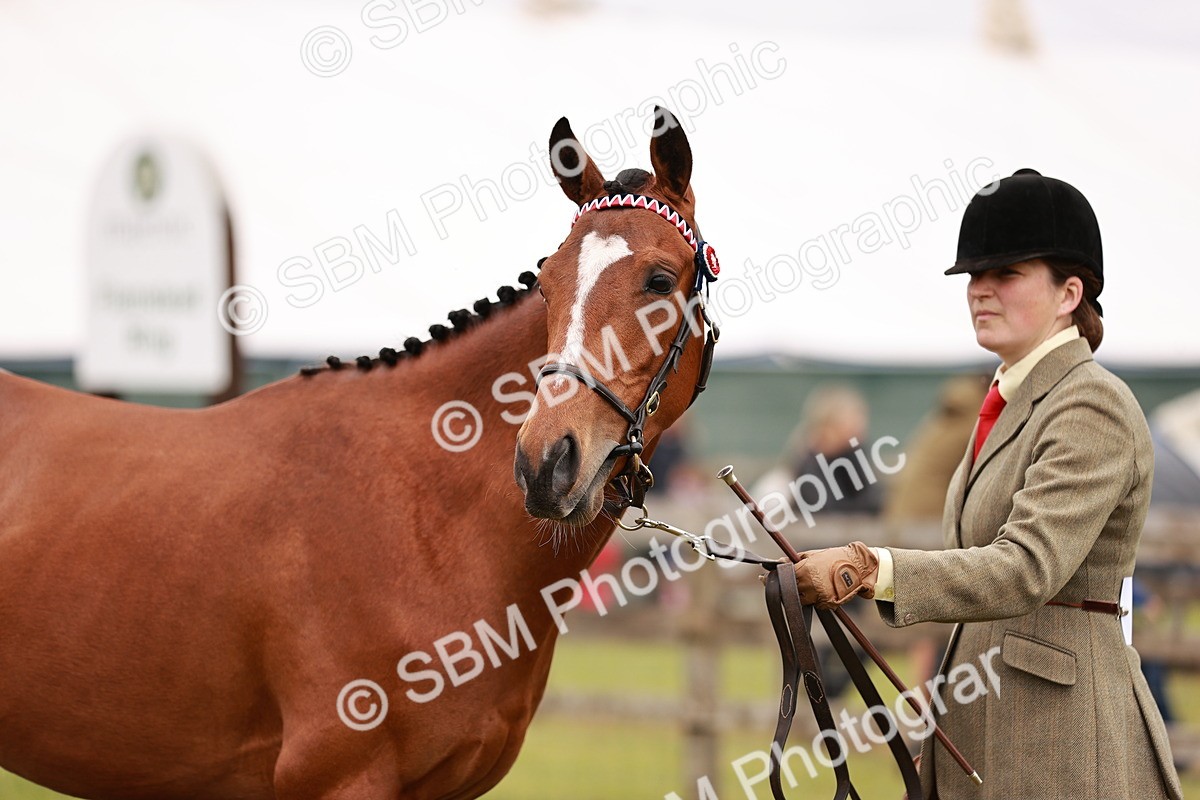 SBM_04780 - Class 35-38 Riding Horse Breeding