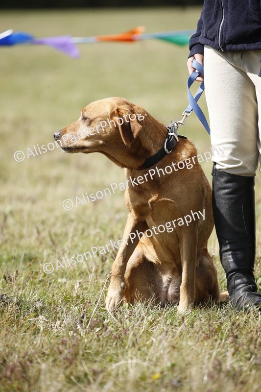 20250831-3782 - Dog Show