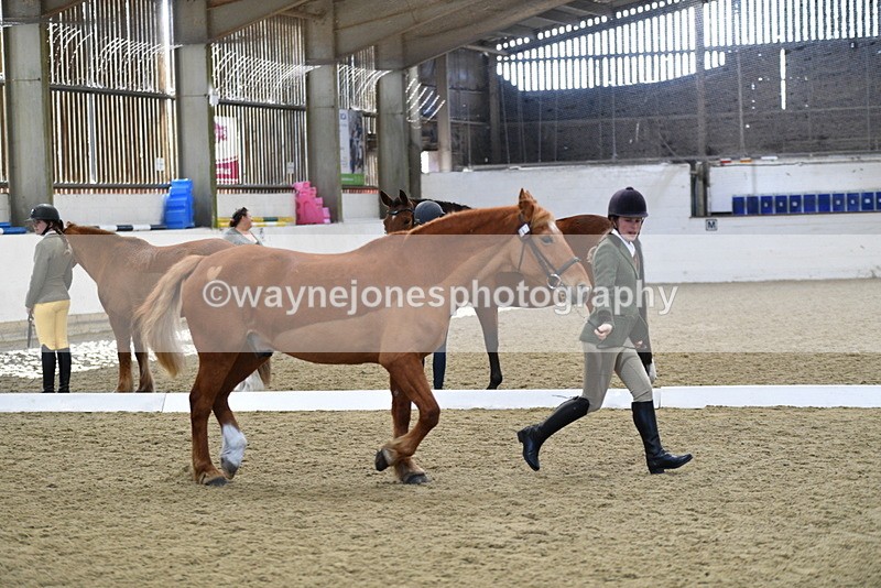 WJ5_4404 - Class 6 In hand M&M - Large Breeds