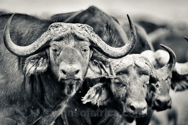 African Buffalo Elementaita Kenya
