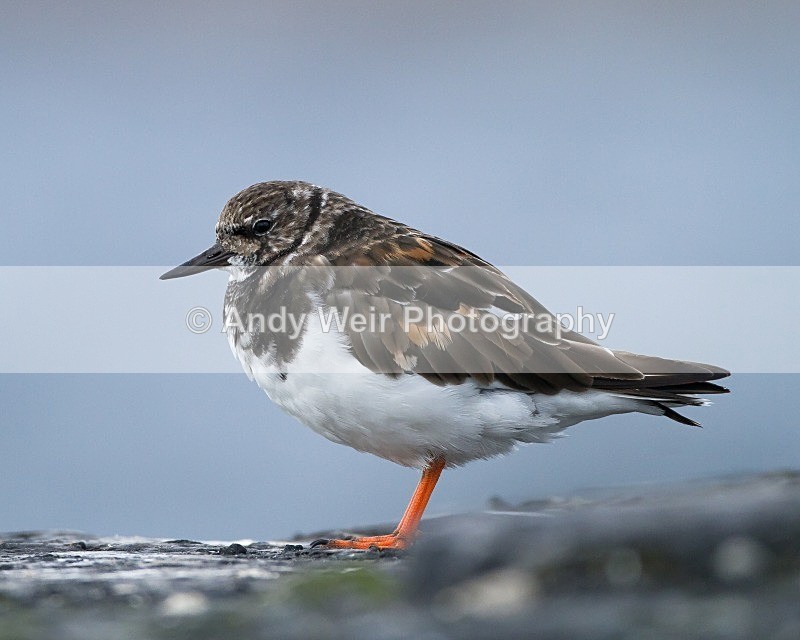 20110927-_MG_7043 - Turnstone