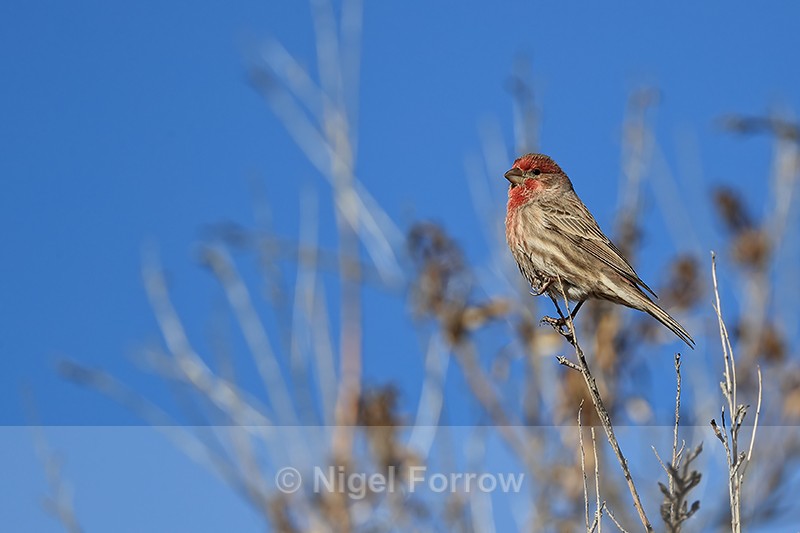 House Finch (male), New Mexico, USA - House Finch
