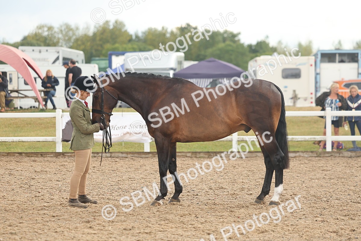 SBM_07900 - Class 28 - IH Veteran Horse