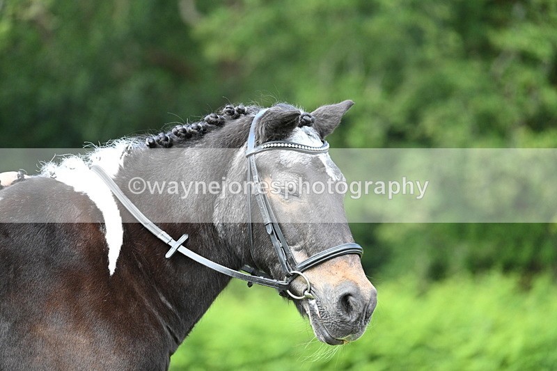 WJ7_1684 - Class 11 Condition & Turnout