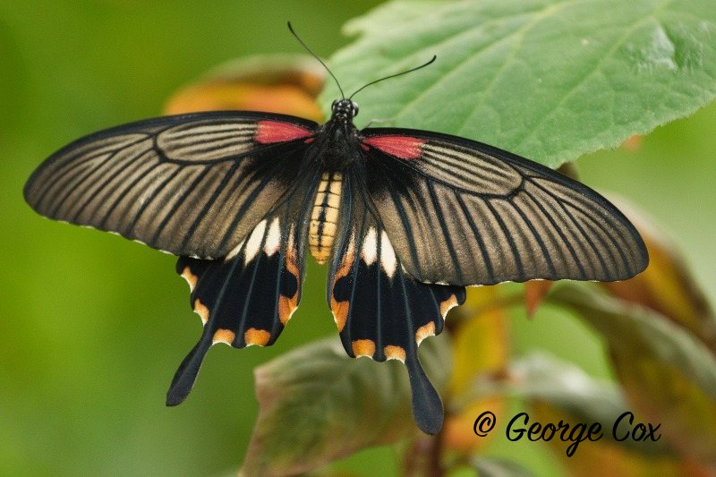 Common Mormon - Papilio polytes