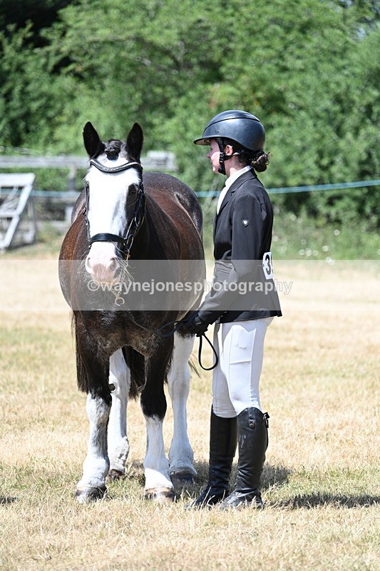 WJ7_2400 - Class 5a Most Handsome Gelding in hand (above 14.2hh)