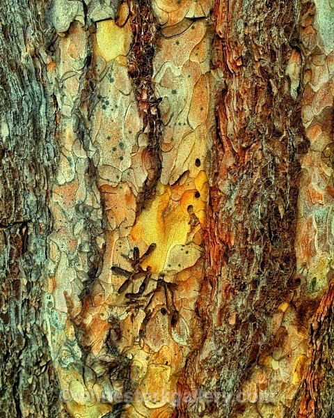 Bark - Up Close !