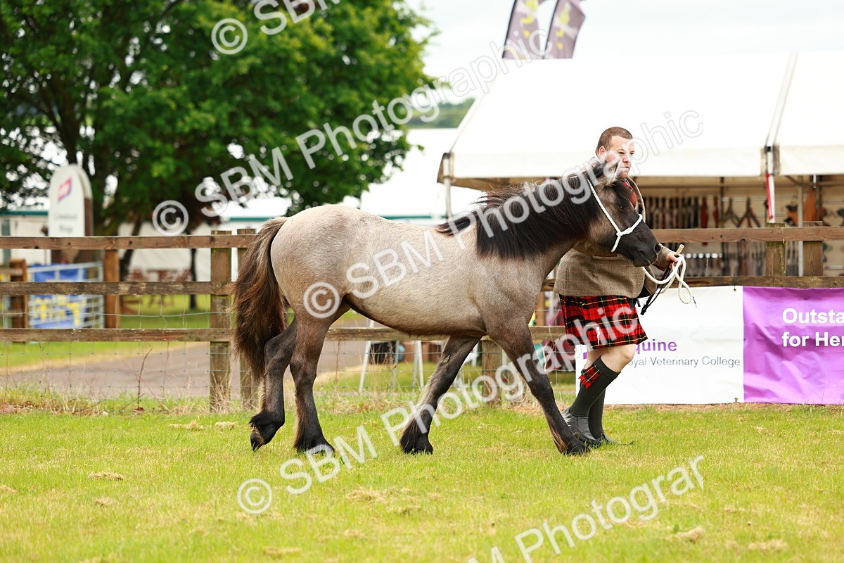 SBM_00356 - Class 58-67 - M&M Non Welsh Pony In hand