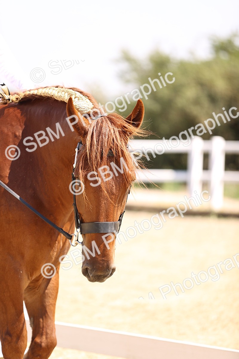 SBM_004143 - Intro 2