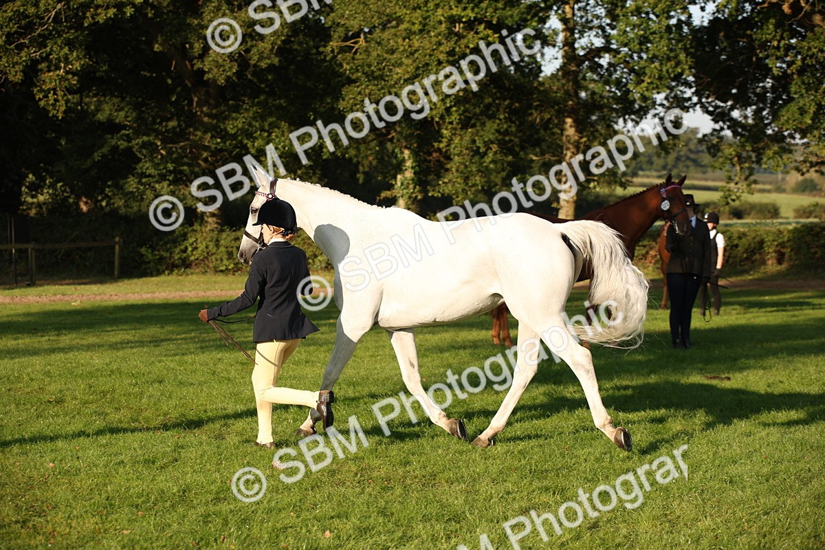 SBM_57574 - S50 - Foreign Breeds In Hand