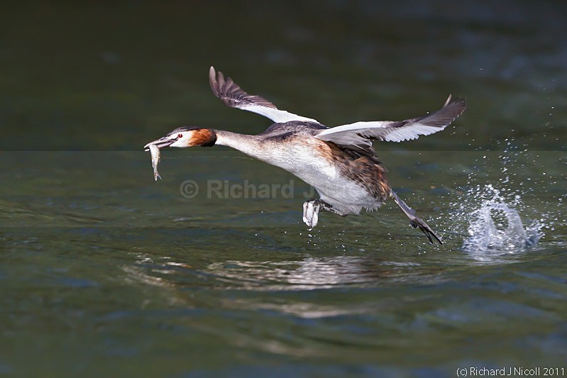 Great Crested Grebe (Podiceps cristatus) running on water with p - Great Crested Grebe (Podiceps cristatus)