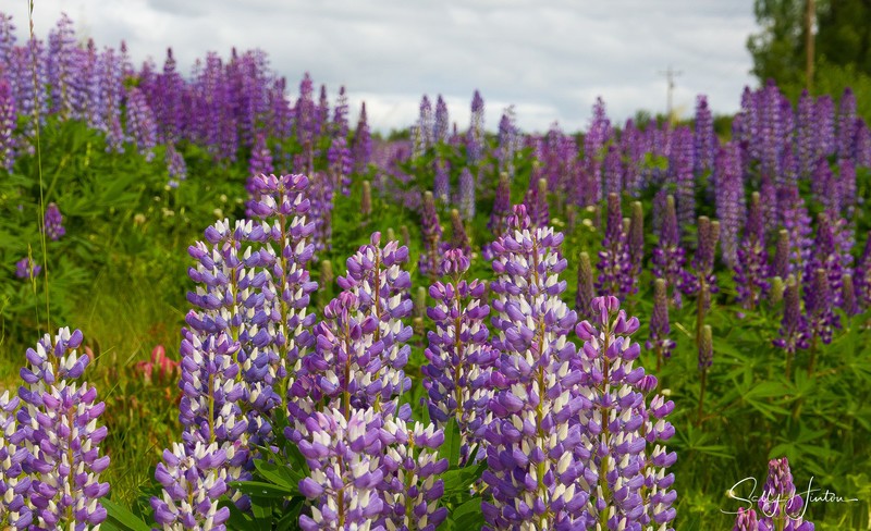 Wild Lupines