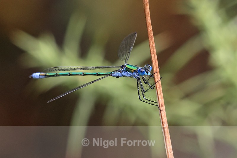 Emerald Damselfly (male), Arne RSPB Nature Reserve - INSECTS