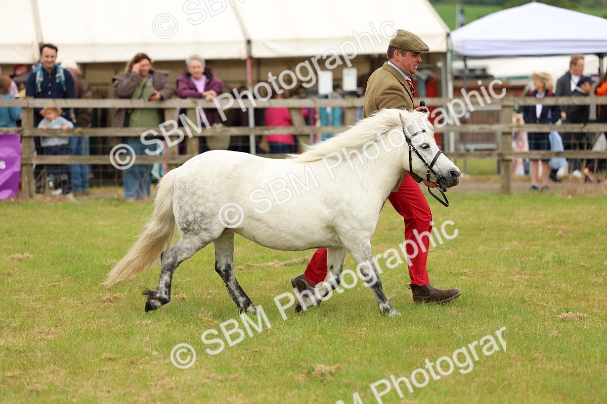 SBM_03541 - Class 58-67 - M&M Non Welsh Pony In hand