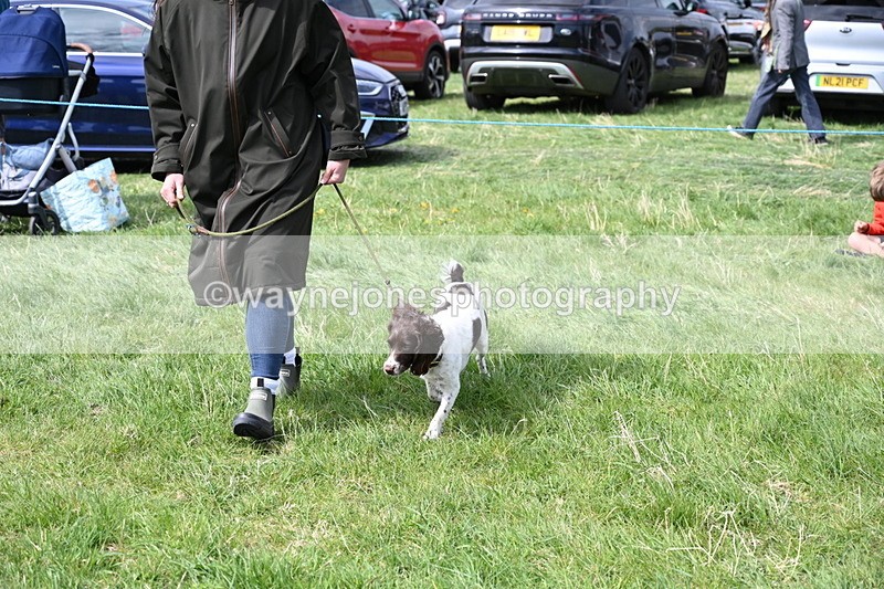 WJ6_8997 - Class 8 Best Working / Gun Dog or Bitch