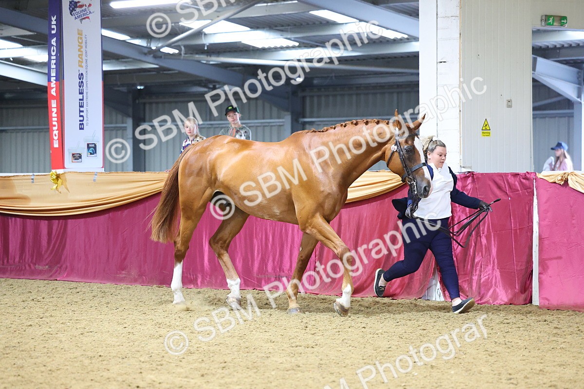 SBM_22807 - Class 903 - Supreme Final - IH Pre Vet