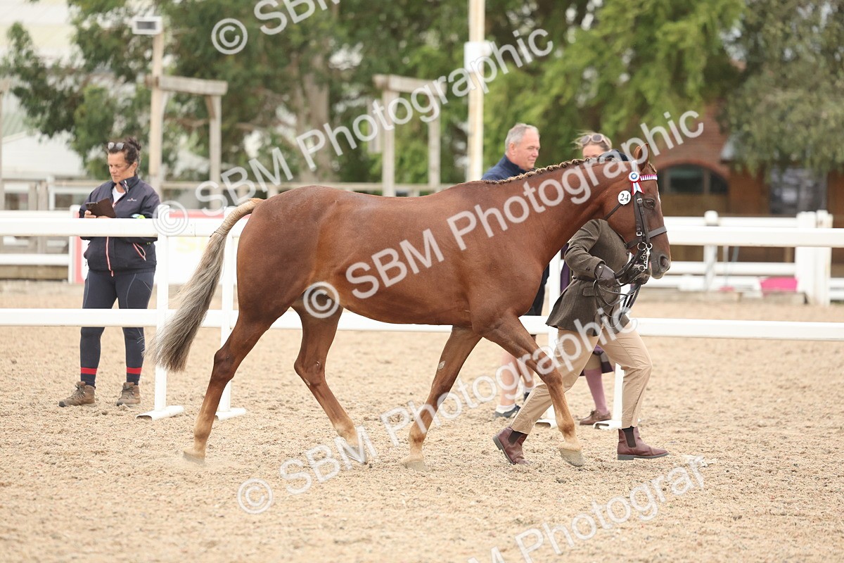 SBM_19760 - Class 318 - IH Part Bred Horse-Pony
