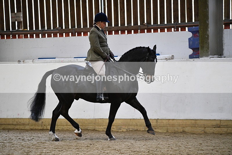 WJ5_7796 - Class 13 Ridden Part Breed