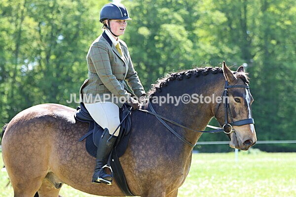 IMG_4039 - Working Hunter