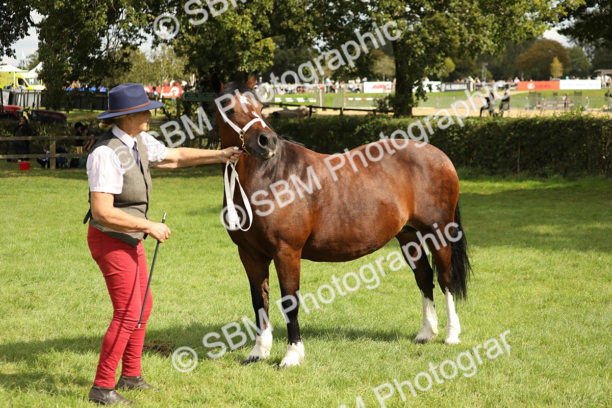 SBM_65426 - S47 - Mountain & Moorland In Hand Large Breeds