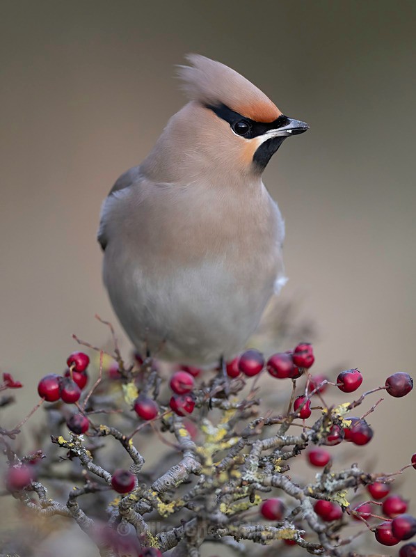 WAXWING HALKYN 15 - WAXWINGS. February 2024 [Halkyn Mountain, North Wales. UK ]