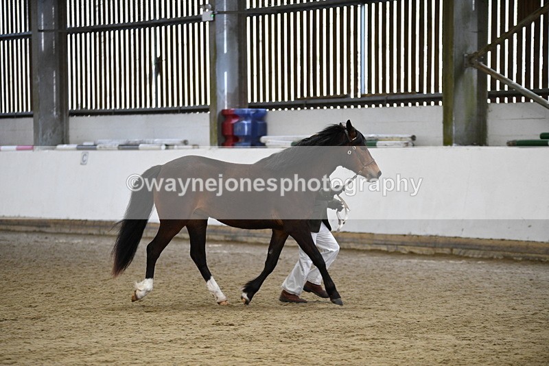 WJ5_5725 - Morning in hand Championship
