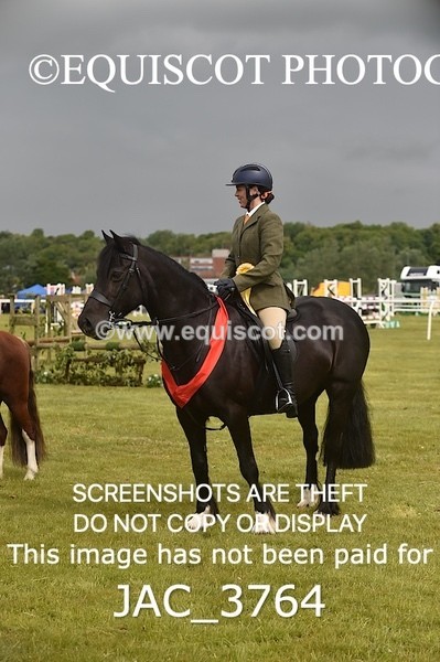 JAC_3764 - 75CM WORKING HUNTER