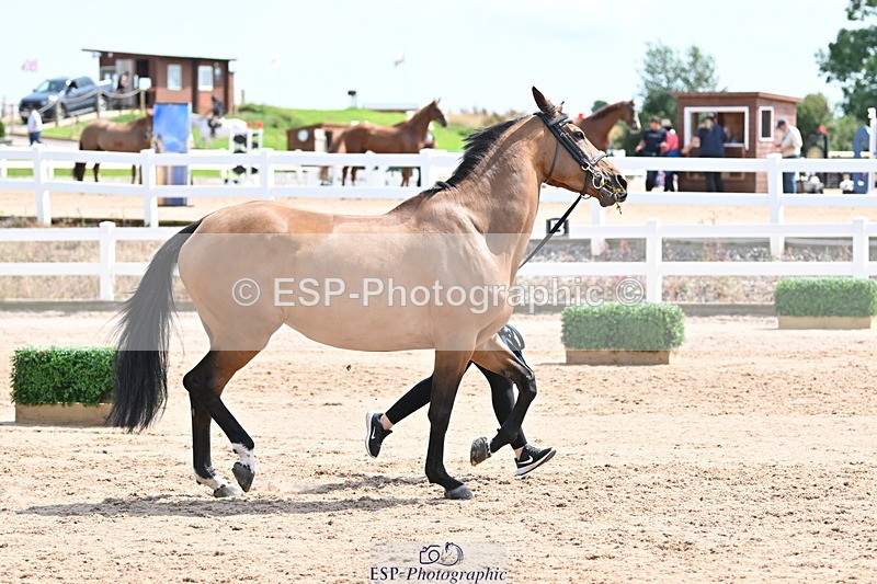 240717A-145115-02348 - Trot Up 2pm to 3pm - This folder is not in time order