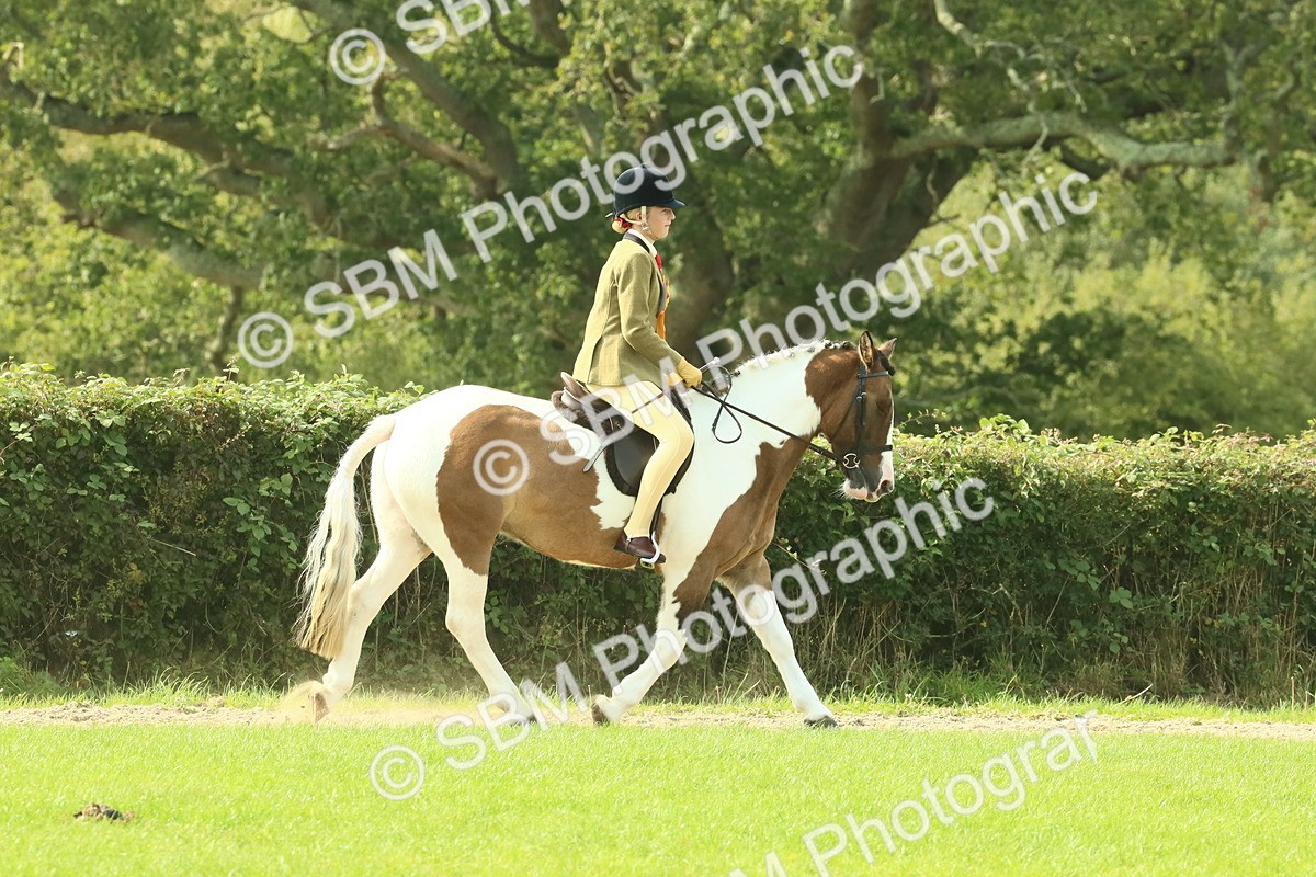 SBM_69003 - S58 - Mini Show Cob Ridden