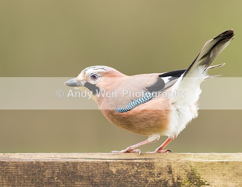 20160227-8E0A2371-4099 - Jay