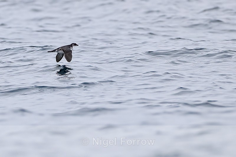 Peruvian Diving-Petrel flying, Chile - Peruvian Diving-Petrel