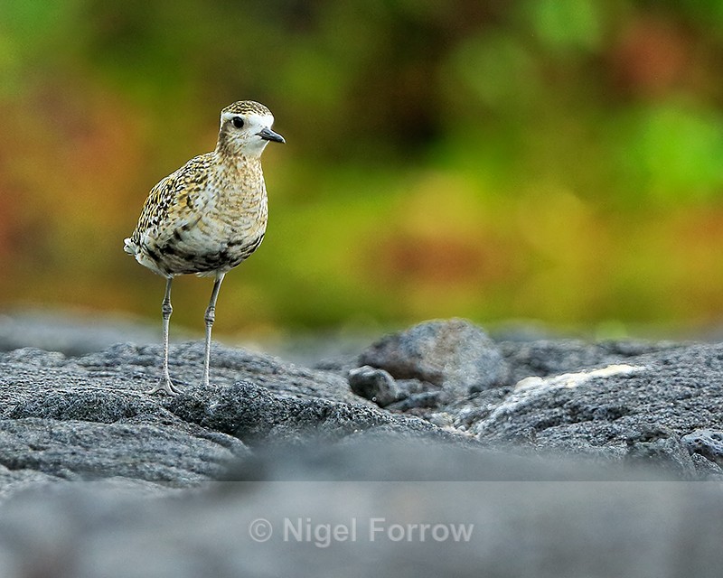 Pacific Golden Plover standing still, Hawaii - Pacific Golden Plover