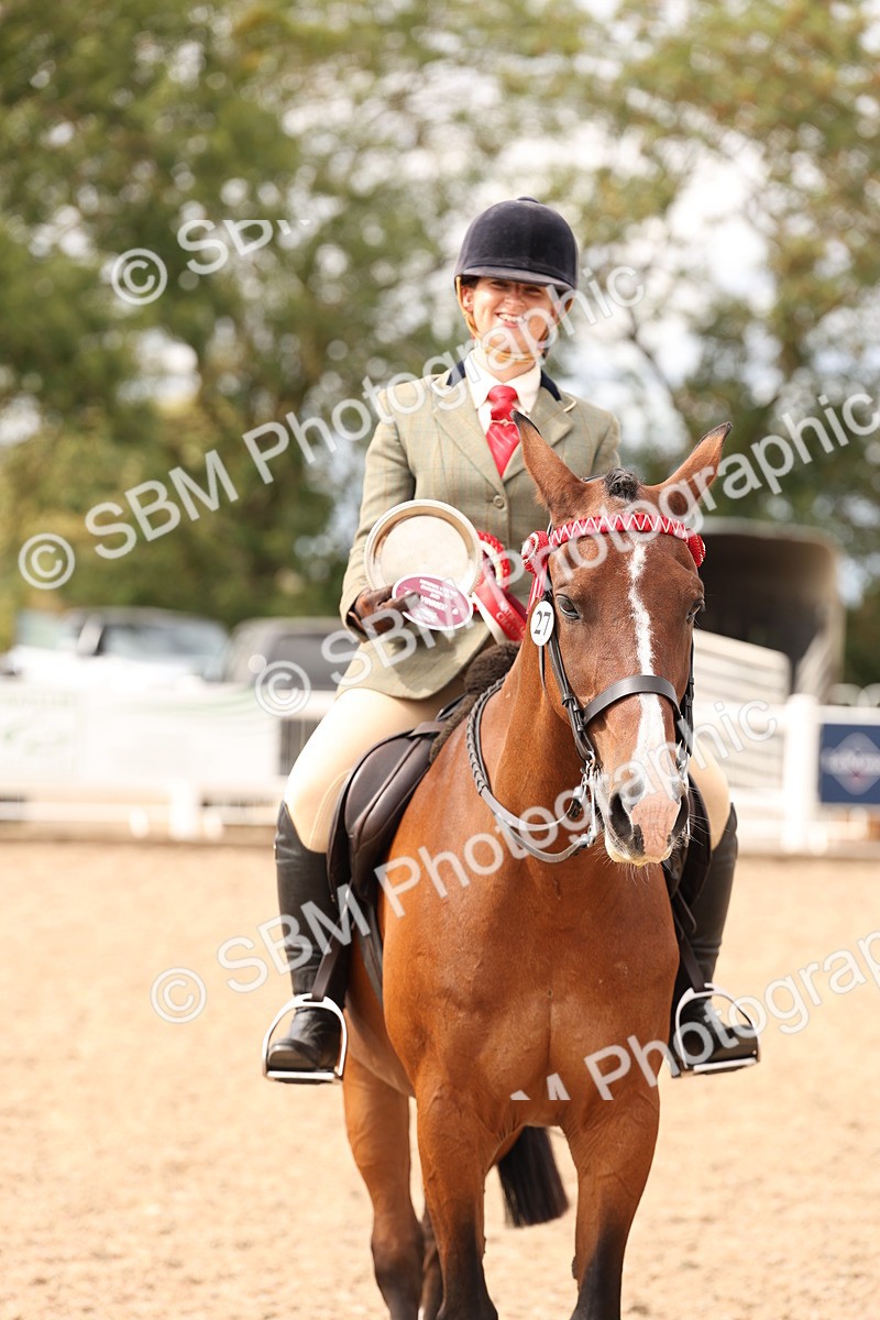 SBM_17378 - Class 214 - Ridden Hack Riding Horse