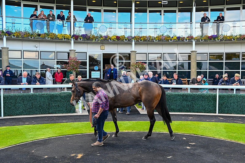 120526-Race 3-Merlier-7906 - Race 3 3.30pm Bowel Cancer Screening Programme Saves Lives Selling Stakes