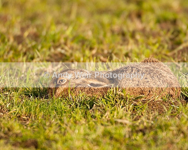 20081229-048 - Mammals