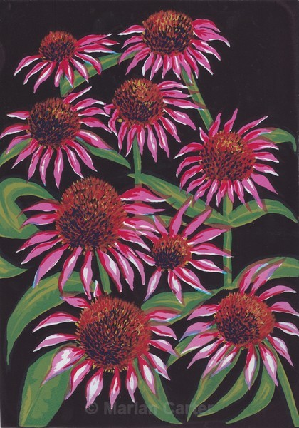 Echinacea - Drypoints, Etchings & Screenprints