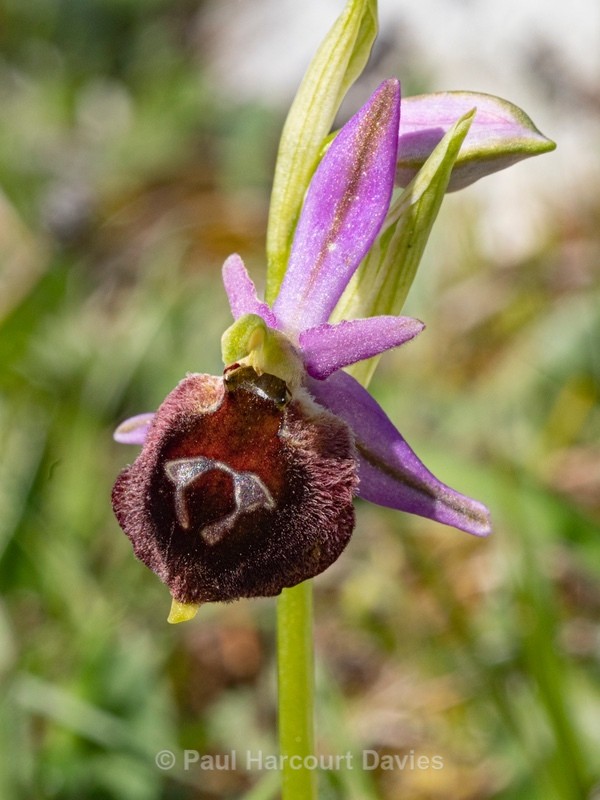 Shield Ophrys (Ophrys argolica ssp. biscutella also Ophrys biscutella or O. crabronifera ssp biscutella - Gargano - Wild Orchids