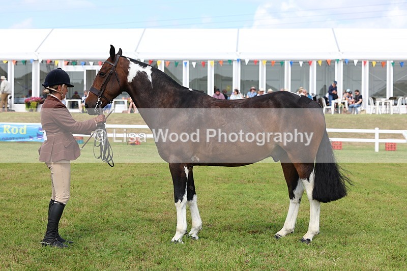 3E7A0086 - Class 5: Rising Star Lightweight/Heavyweight Cobs