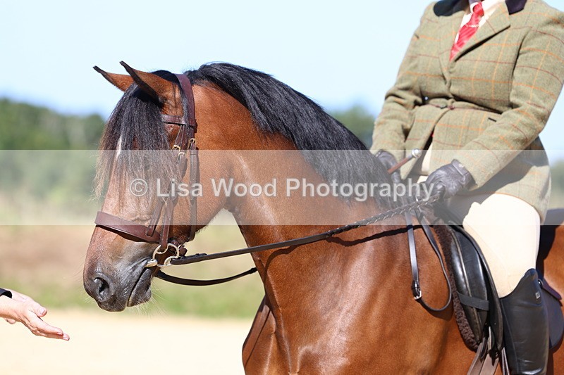 3E7A7931 - Class 14: Tack and Turnout